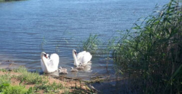 ❤️ У лебединой пары, облюбовавшей наш Бульбин пруд, вывелись птенцы!